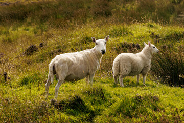 Obraz premium Two white sheep in a green field