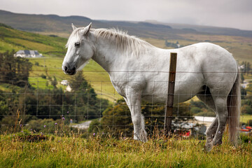 Obraz premium White Horse Standing by a Wire Fence in a Rural Scottish Landscape