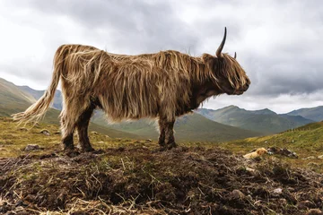 Tuinposter  Highland Cow in the Mountains  © 9parusnikov