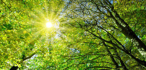 The canopy of tall green trees in summer forest, with the sun shining through .
