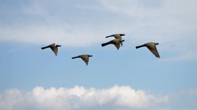 Four wild ducks flying together in a staggered formation across a bright blue sky filled with scattered white cumulus clouds on a sunny day.