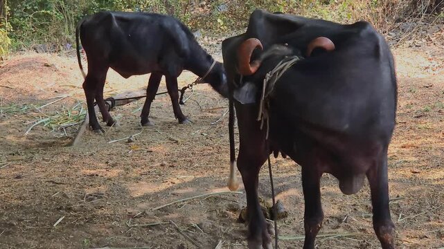 Dark-skinned Murrah & Surti buffaloes use tail switching, skin twitching, and ear flicking to repel pests. They wallow in mud to create a protective barrier, redu irritation & pain from insects bites.