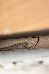 Fototapeta premium Tokay Gecko, Animal that sticks to walls, Animal that eats mosquitoes
