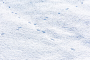 Small animal paw prints create a delicate trail across a pristine, sunlit field of fresh white snow.