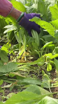 Vertical shot of a farmer cutting Brassica juncea leaves at the base, demonstrating careful harvesting technique among dense green plants. Crop management.