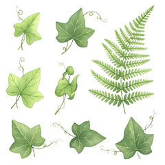 Collection of green ivy leaves and fern frond delicate watercolor botanical elements for nature design isolated on white background