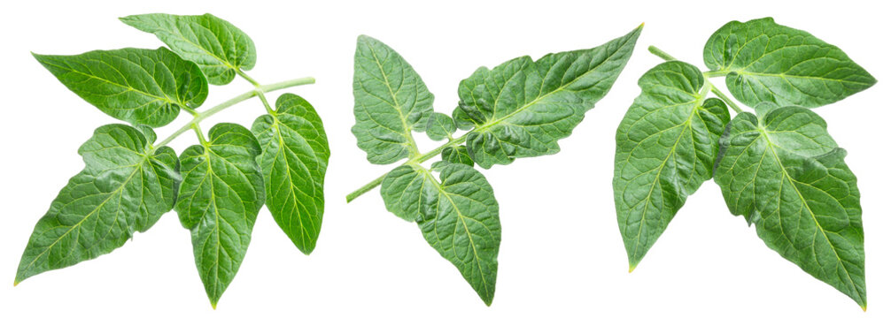 Fresh tomato leaves isolated on white background. File contains clipping path.