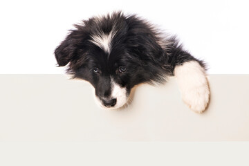 Border collie puppy looks over a wall