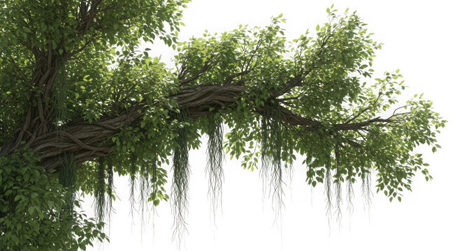 3d lush green tree branch with hanging vines isolated on transparent background