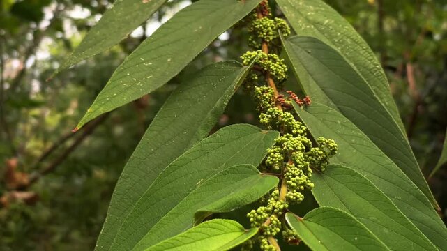 A branch with green inflorescences and characteristic serrated leaves of Trema orientalis, a woody plant of the cannabis family, in the tropical climate of Thailand.
