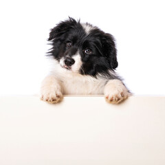 Border collie puppy looks over a wall