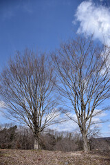 冬の北風が吹く中、寒さに耐える落葉樹