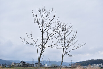 冬の北風が吹く中、寒さに耐える落葉樹
