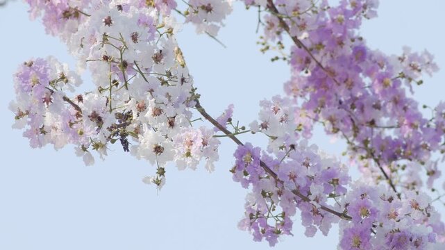Delicate white pink lagerstroemia crepe myrtle flowers blooming on branches with soft dreamy pastel bokeh background