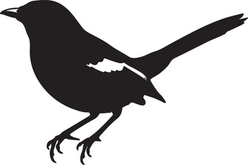 Magpie Robin on in silhouette on white background.