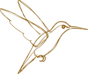 Hummingbird Line Drawing Illustration