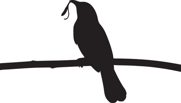 White Bellbird on in silhouette on white background.