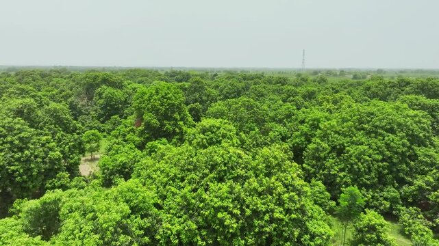 Aerial Ascending Shot of Mango Farm in Mirpur Khas Sindh Pakistan, Lush Orchard Agriculture Landscape, Tropical Fruit Plantation and Rural Farming Scene