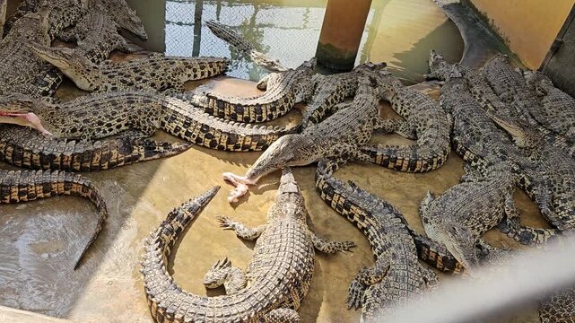 A close-up view from above shows a large crocodile slowly submerging its scaly body and head into murky, greenish-brown water until it disappears from sight.