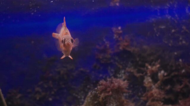 Boarfish swimming alone in a blue aquarium