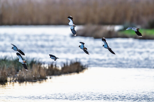 Northern Lapwing, Vanellus vanellus, bird on marshes