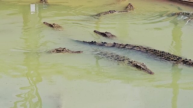 A close-up view from above shows a large crocodile slowly submerging its scaly body and head into murky, greenish-brown water until it disappears from sight.