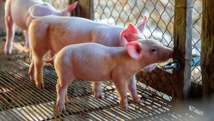 Young pink piglet drinking water from automatic nipple drinker system in pigpen in pigfarm © NARONG