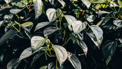 Lush green philodendron heartleaf plant leaves, close up view of vibrant foliage with soft lighting © Prime