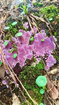 licheni rosa sardegna