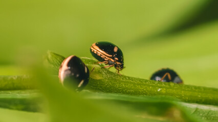 Macro shot of three dark beetles with iridescent patterns on a vibrant green plant stem, showcasing intricate details of insect life and nature's tiny wonders © Prime