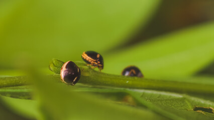 Fototapeta premium A close-up macro photograph showcasing three ladybugs resting on a vibrant green plant stem, highlighting intricate details of their bodies and the natural surroundings