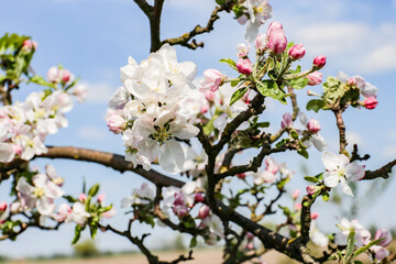 cherry blossom tree, spring flowers, kwitnące wiśnie © Turtuliza