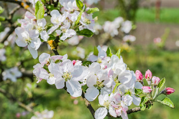 cherry blossom tree, spring flowers, kwitnące wiśnie © Turtuliza