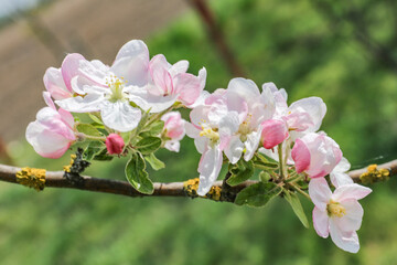 cherry blossom tree, spring flowers, kwitnące wiśnie © Turtuliza