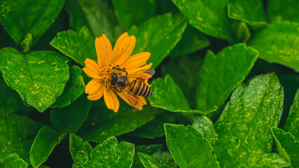 A busy honeybee meticulously gathers nectar from a vibrant yellow flower, surrounded by lush green foliage, symbolizing nature's intricate balance and the vital act of pollination © Prime