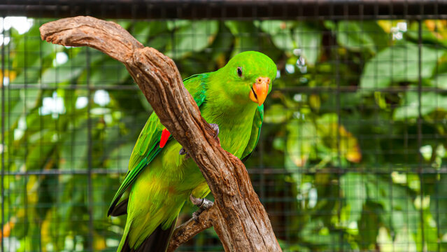 A vibrant green parrot with a striking red patch on its wing perched on a weathered branch within a cage
