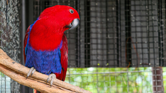 Vibrant Eclectus Parrot with Striking Red and Blue Plumage Perched on a Branch in an Enclosure