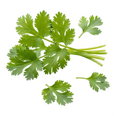 Fresh cilantro leaves and stems on transparent background