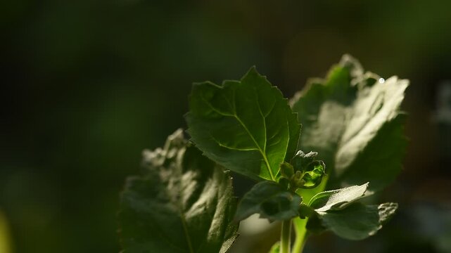 Pogostemon cablin (Blanco) Benth. or Patchouli branch green leaves on natural background.