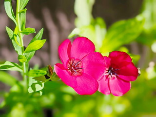 Obraz premium Linum Grandiflorum Rubrum Scarlet Flax bloomed in the garden on a flower bed