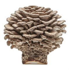 Brown oyster mushrooms on a tree stump on transparent background
