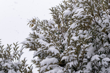 灰色の空と樹木の葉に降り積もる雪