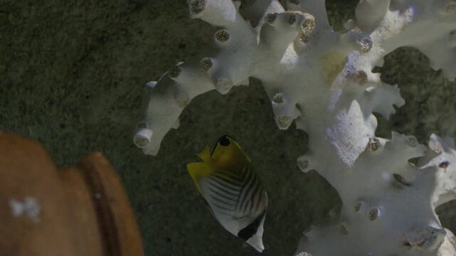 Threadfin butterflyfish swimming in an aquarium