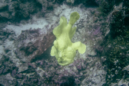 A Commerson's Frogfish Navigating the Reef Bed