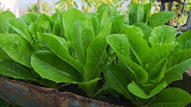 Fresh Green Cos Lettuce Growing in garden
