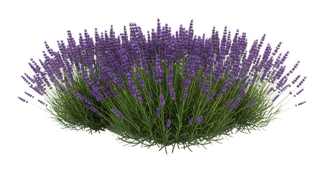 Lavender plant isolated on transparent background with purple flowers and green leaves in a bushy shape
