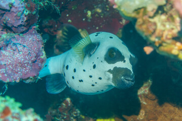 A Blackspotted Puffer Fish Gliding Over a Tropical Reef © Matt