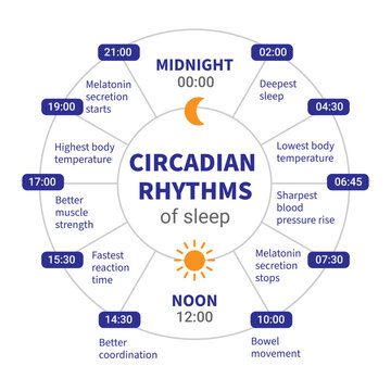 Circadian Rhythms of Sleep Infographic with 24 Hour Biological Clock Timeline