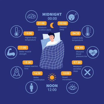 Circadian Rhythm Sleep Cycle Infographic with Daily Biological Clock