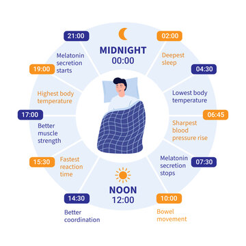 24 Hour Circadian Rhythm Sleep Cycle Infographic with Daily Body Changes